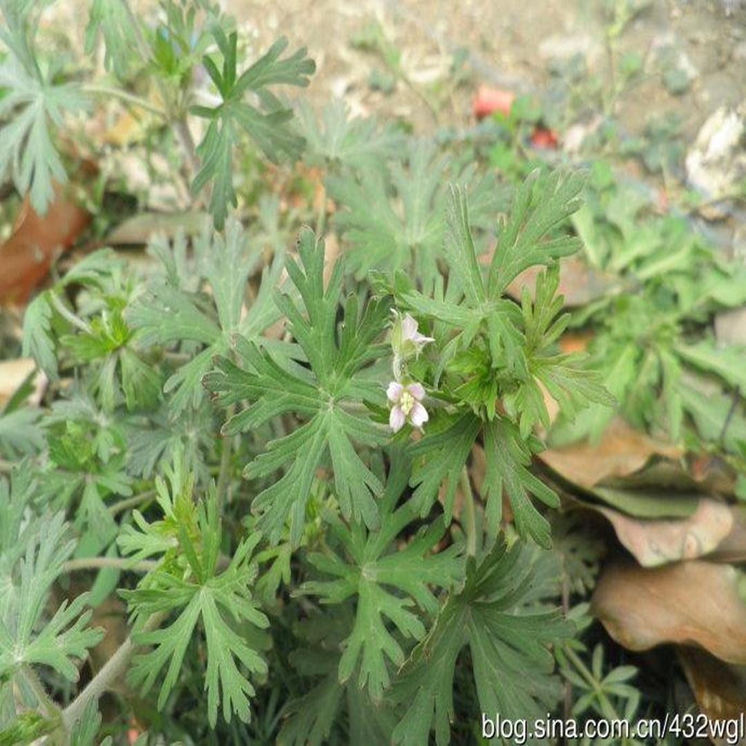 老颧草 老颧草