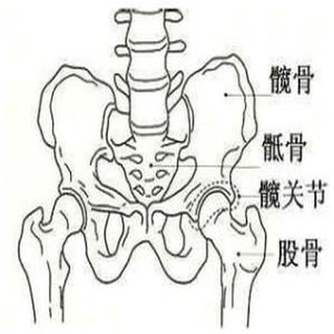 髋关节