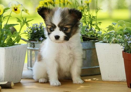 是欧洲最古老的犬种之一,属于小型犬,一般情况下是在1岁左右的时候就