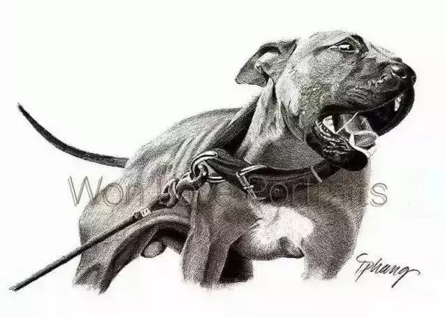比特犬跑步机开气门训练方法介绍，一堂猛犬成长必修课-是宠网