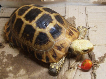 陆龟怎么养，陆龟的生长环境和饲养要点