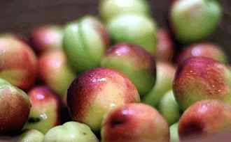孕妇可以吃油桃吗孕中期，在油桃盛产的季节