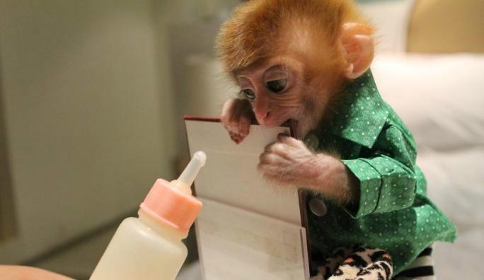 猴子真的能当宠物饲养吗