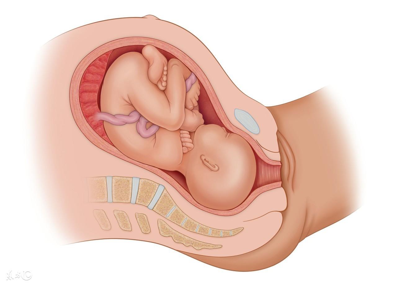 怀孕两个月胎儿图男孩，想知道肚子里的宝宝是什么样子吗