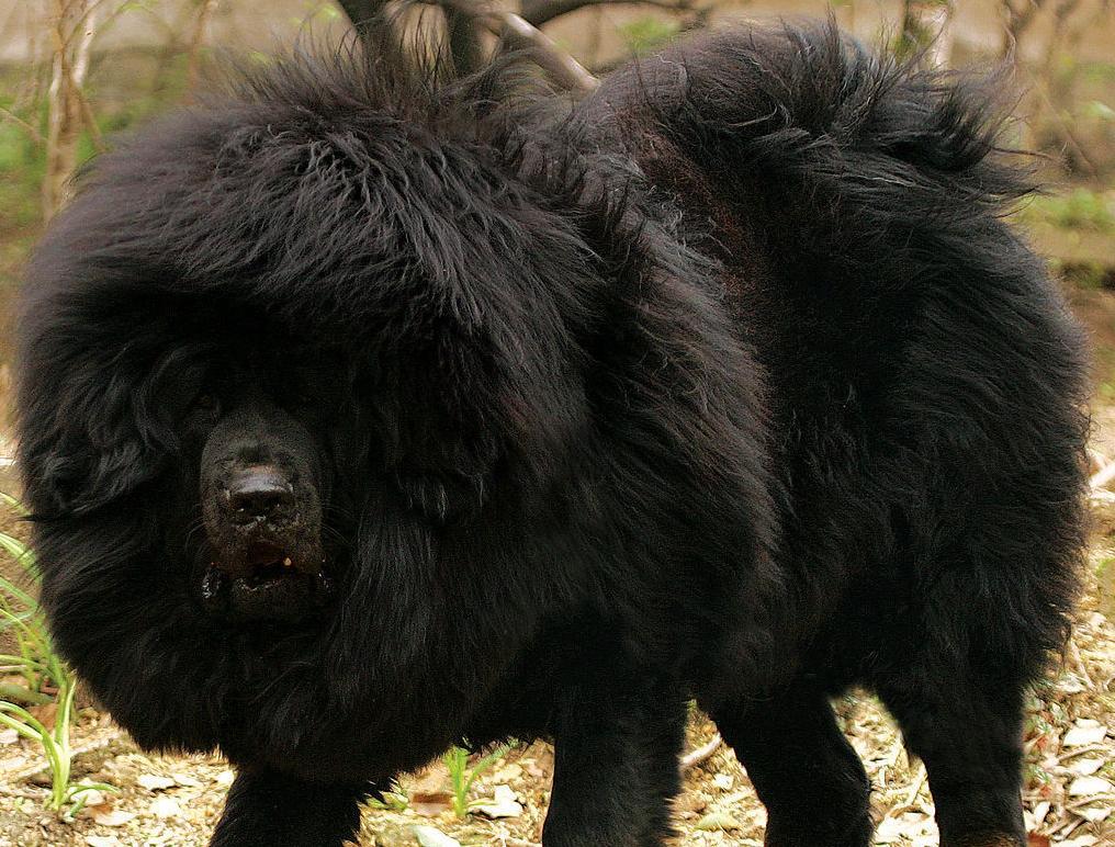 狮子头藏獒图片