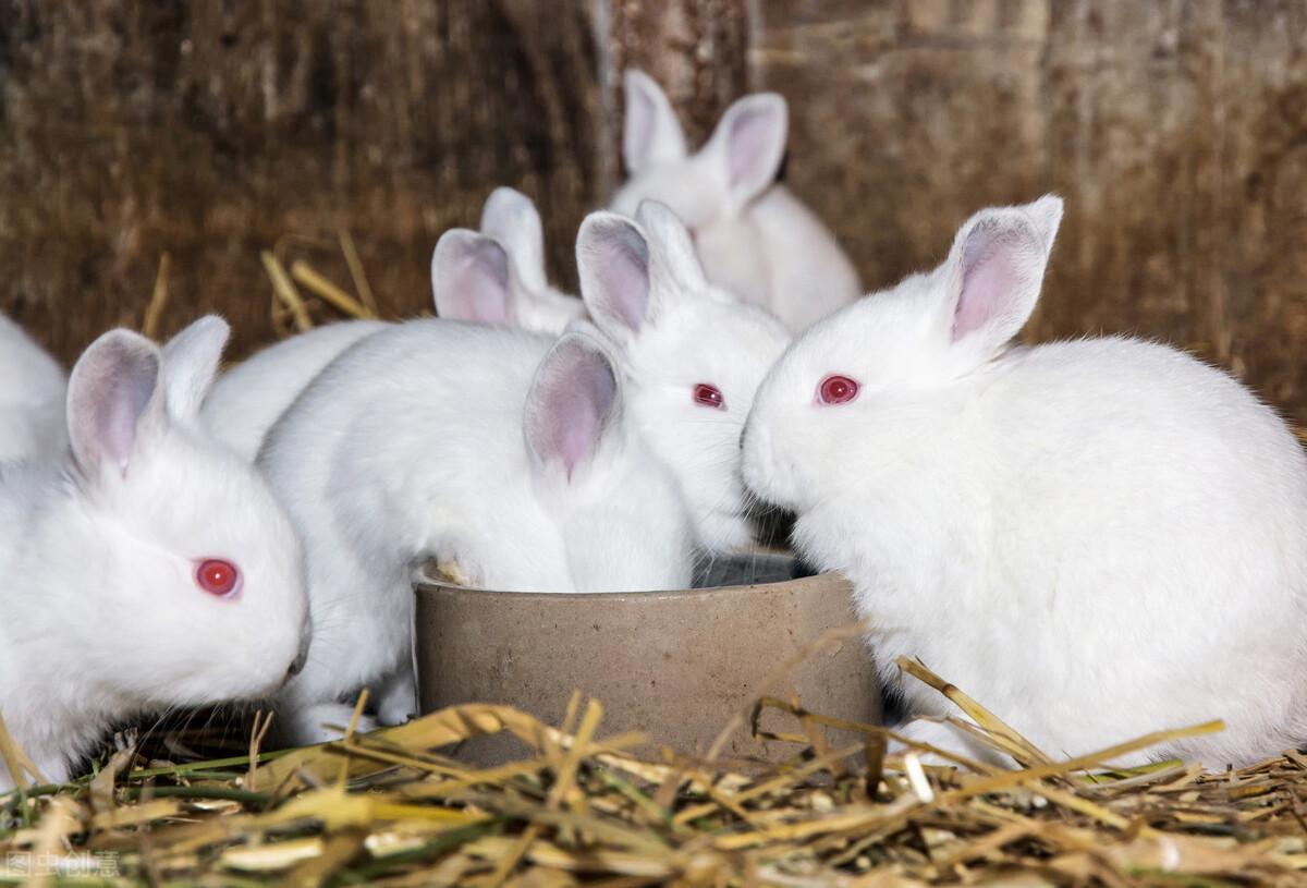 兔子的寿命一般是几年，这和养殖用途有关