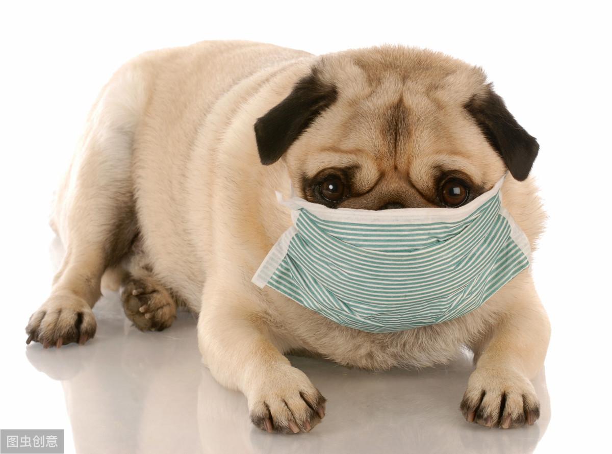 神经性犬瘟抽搐多久死，关于犬瘟热这种传染病