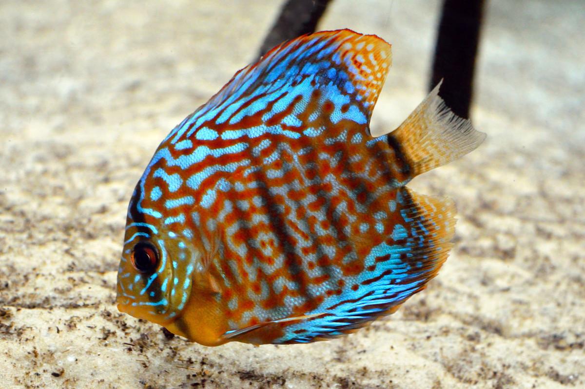24种常见热带鱼的种类大全,各品种图片,名字一一对应