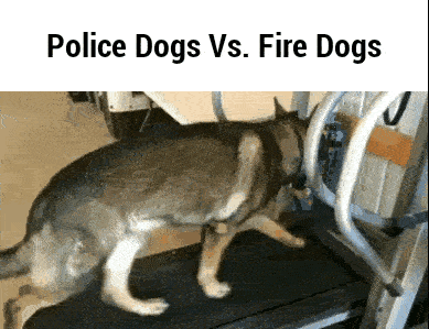 大麦町和斑点狗的区别，为什么美国消防犬要用斑点狗