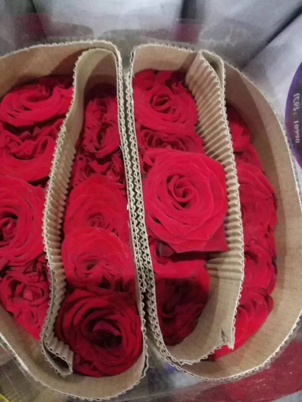 大桃红玫瑰,更多新品惊艳出世 - 法桐网