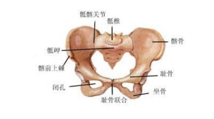 孕妇最早几个月耻骨疼,容易被耻骨痛找上门 