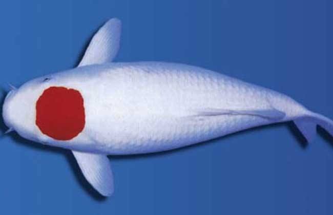 锦鲤鱼品种大全整理,附详细介绍及图片欣赏-宠物主人