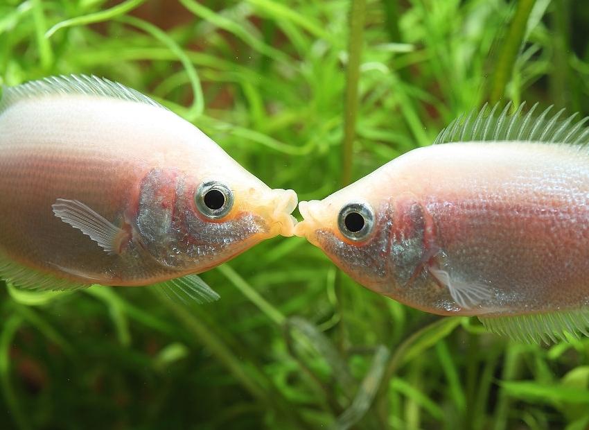 接吻鱼繁殖图片