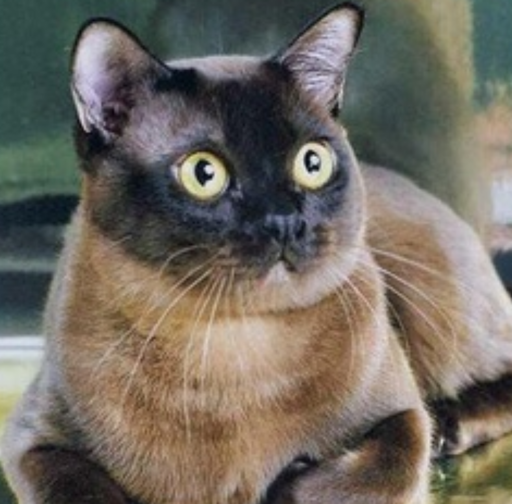 缅甸猫和暹罗猫，猫咪品种介绍及品相判断