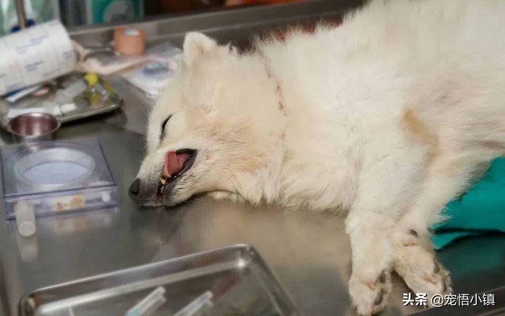 武汉宠物医院排名，武汉市的宠物医院有多少
