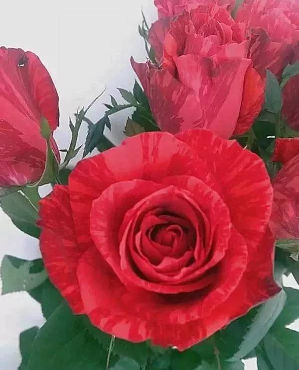 大桃红玫瑰,更多新品惊艳出世 - 法桐网