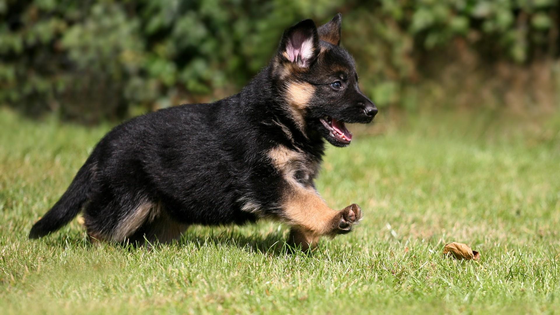 不知道阿尔萨斯牧羊犬是什么品种?其实就是德牧
