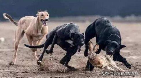 中国细犬和灵缇的区别，这种犬奔跑速度堪称第一