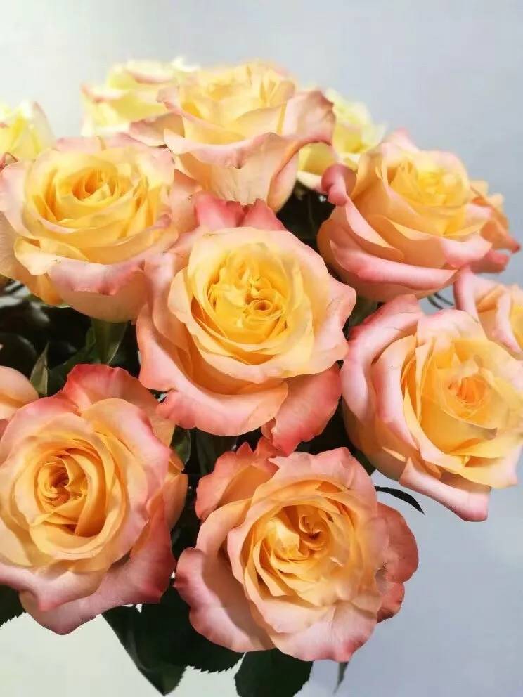 新品种和稀有玫瑰系列:首先来看看惊艳出世的新品种以及稀有品种,市面