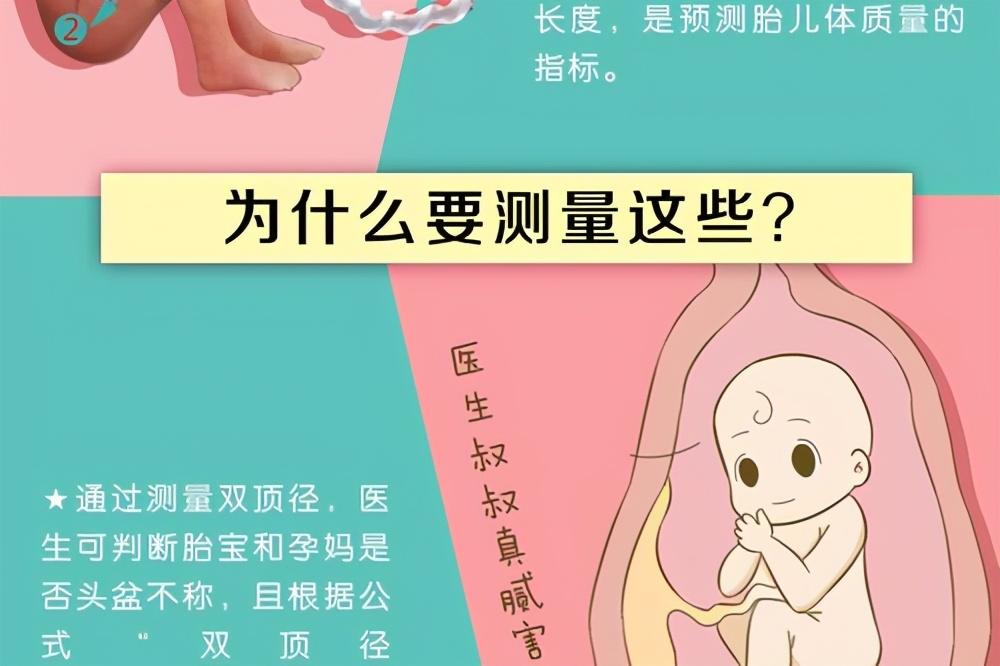 股骨长和双顶径怎么看男女,头大腿短是男孩 - 四明妇幼