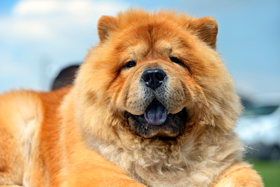 纯种巨型松狮最大有多大?