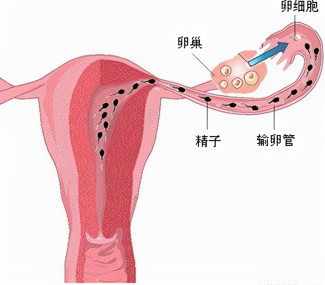 子宫附件正常图片