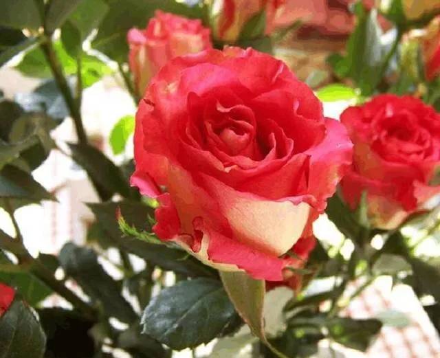 大桃红玫瑰,更多新品惊艳出世 - 法桐网