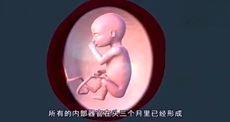 人的胚胎发育过程，胎儿成形的那一瞬