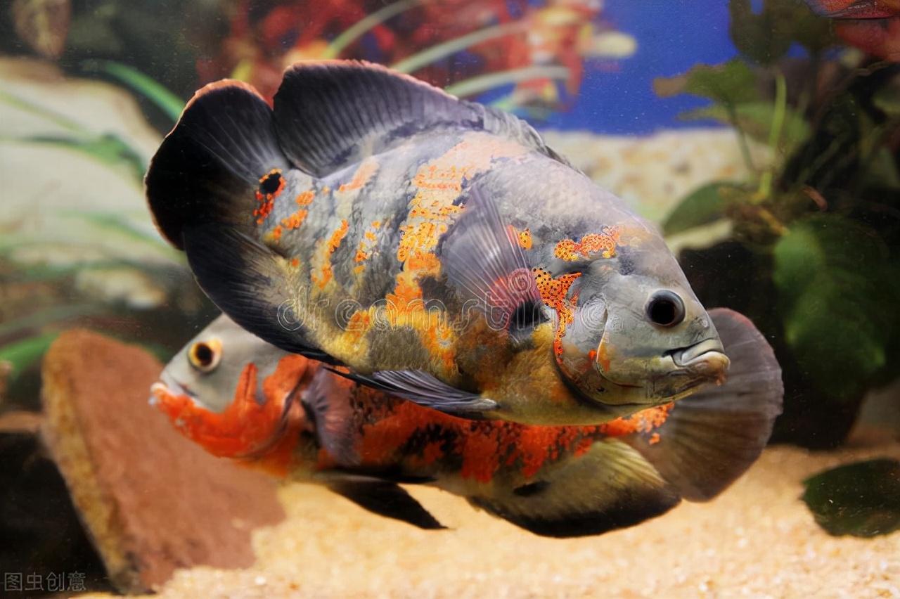2022热带观赏鱼品种大全,看图片你能认识几种-宠物主人