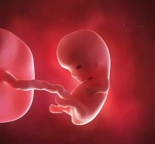 怀孕31周胎儿图,原来胎儿经历了如此神奇的变化