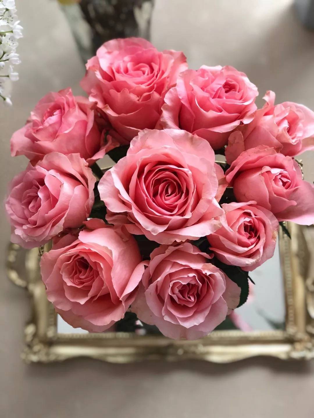 大桃红玫瑰,更多新品惊艳出世 - 法桐网