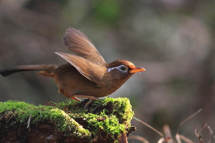 极品画眉鸟图片赏析