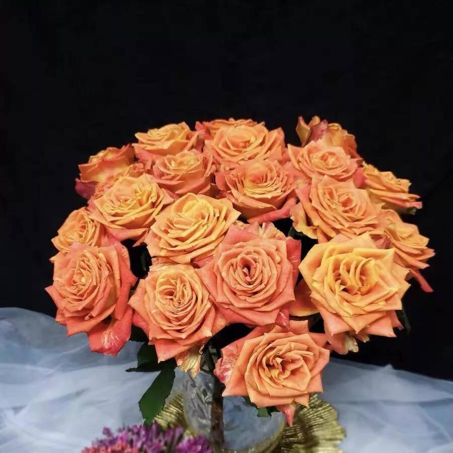 大桃红玫瑰,更多新品惊艳出世 - 法桐网