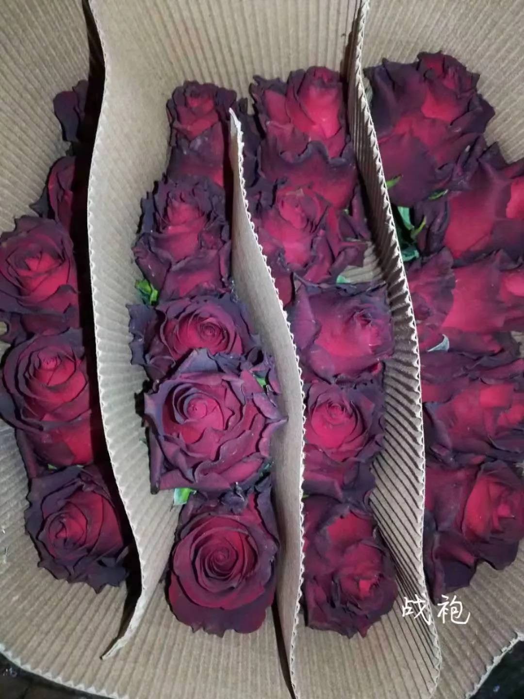 大桃红玫瑰,更多新品惊艳出世 - 法桐网