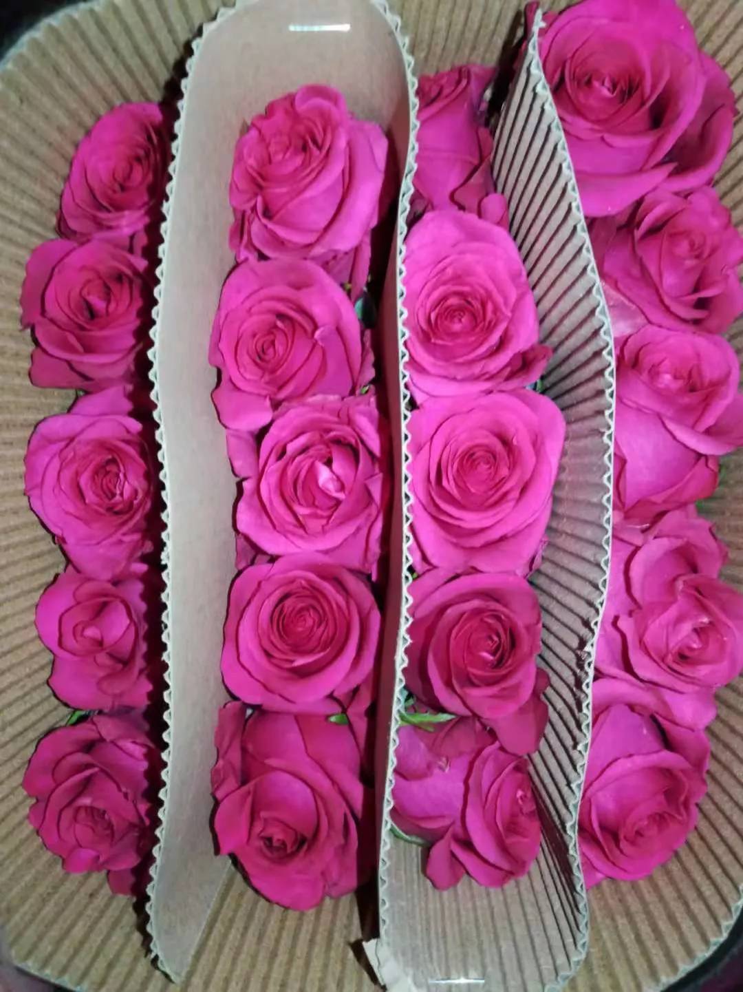 大桃红玫瑰,更多新品惊艳出世 - 法桐网