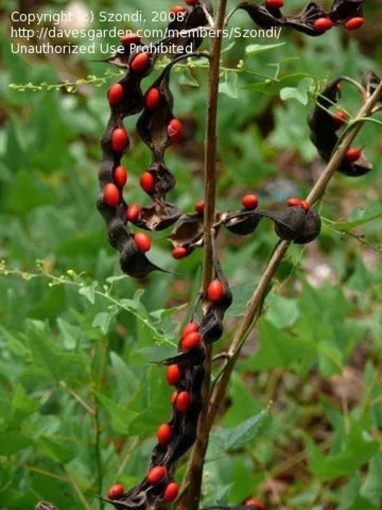 还有许多被称为"红豆"或可以称得上是红豆的豆科植物