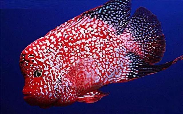 德萨斯品系罗汉鱼