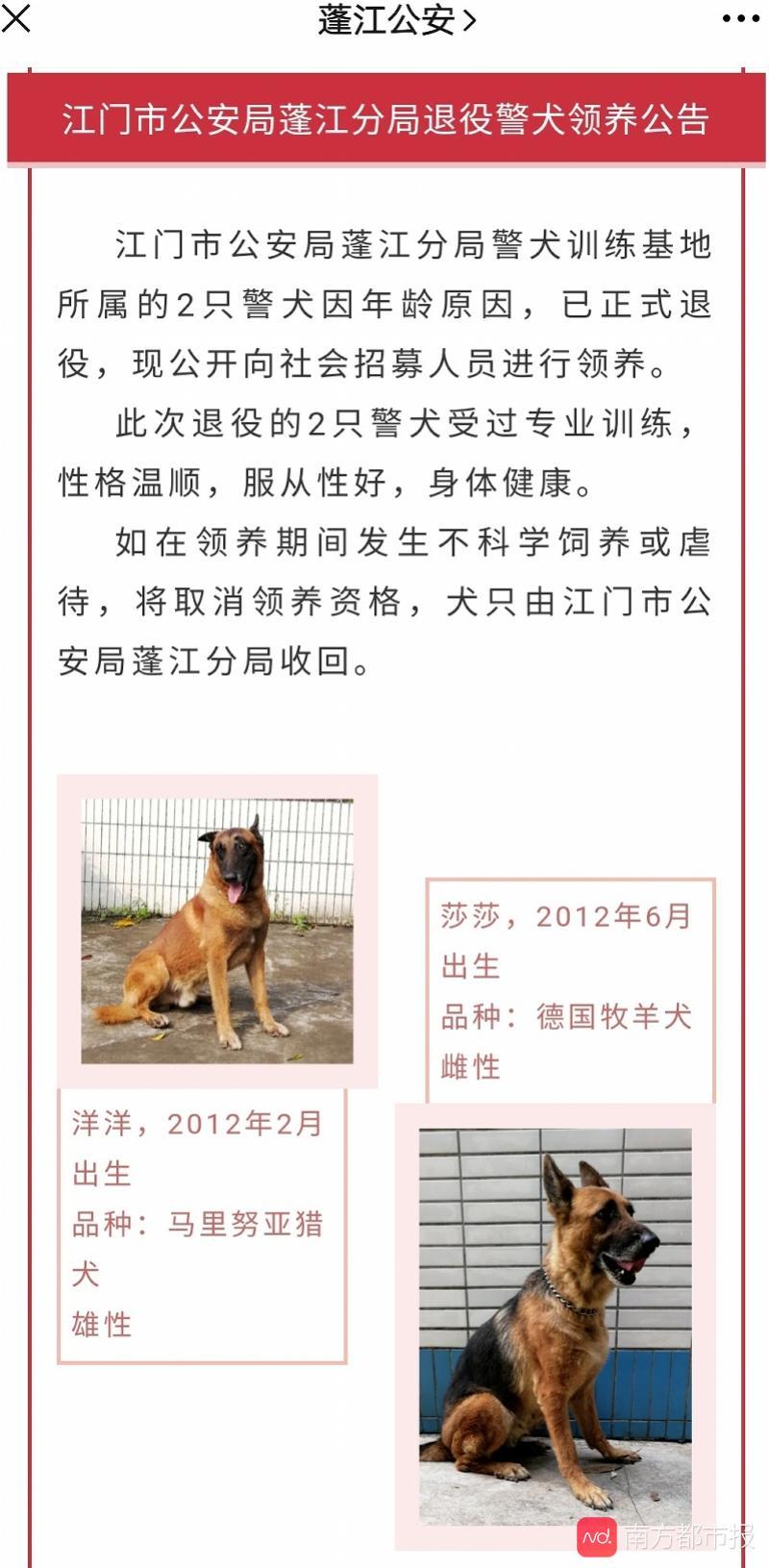 领养退役警犬平台，江门100多市民报名了
