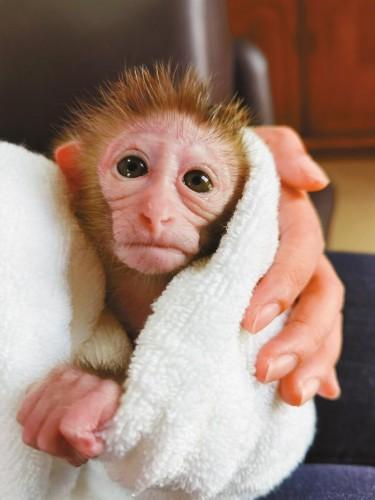 因此今天便以猕猴作为对象,探究下为何猴子不适合当宠物养?