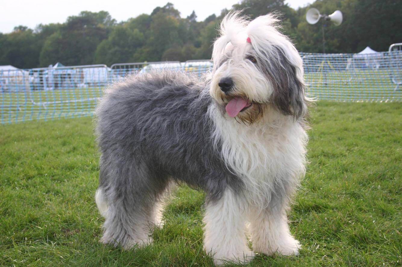 古代牧羊犬(old english sheepdog)是一种属于犬科的犬种,是英国的一