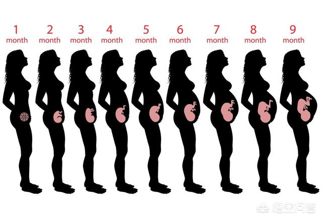 怀孕3个月宝宝发育图图片