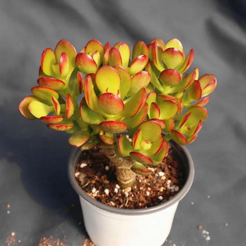 红叶玉树的养殖方法,气温长期低于5°c - 法桐网