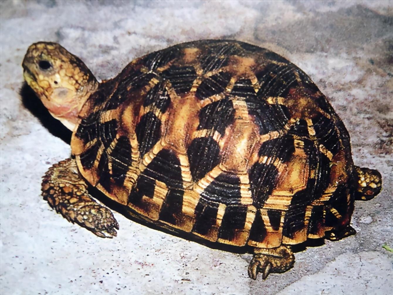 入门级神龟巴西龟的养殖 - 知乎