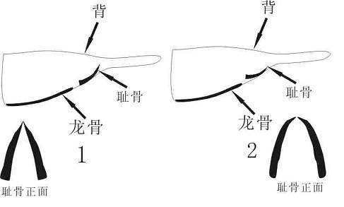 家鸽的骨骼结构图图片