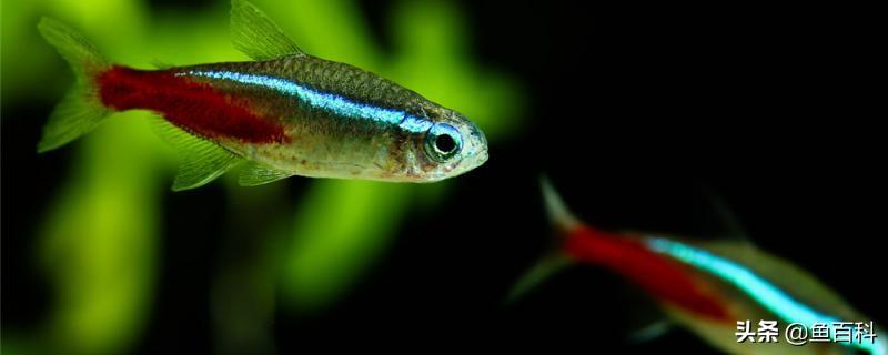 红绿灯鱼繁殖教程，多大可以繁殖
