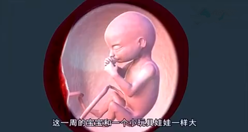 人的胚胎发育过程，胎儿成形的那一瞬