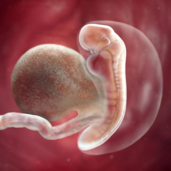 怀孕胎儿成长过程b超图,怀孕前12周的每周b超图
