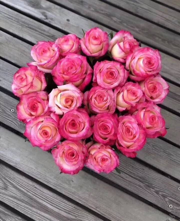 大桃红玫瑰,更多新品惊艳出世 - 法桐网