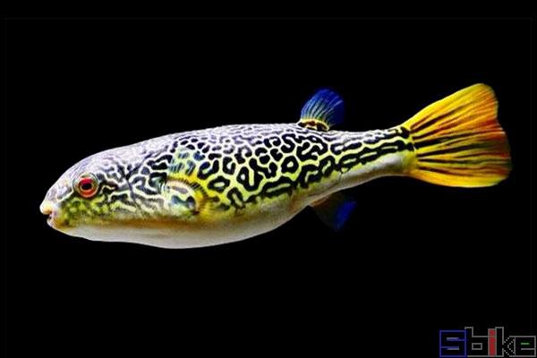 常见大型观赏鱼种类图片介绍,看图片你认识哪些-宠物主人