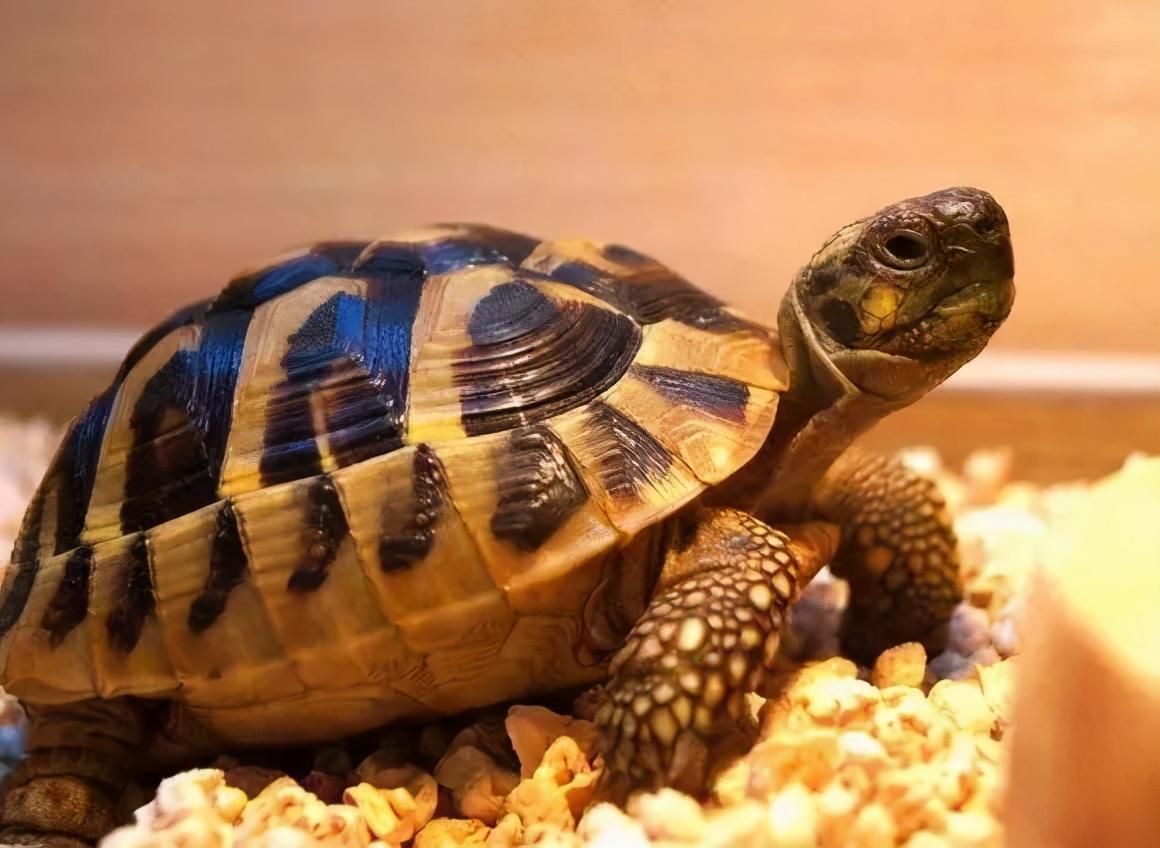 十大最好养的宠物龟排名，分享各龟种特点与市场价格 - 胖萌舍宠物网
